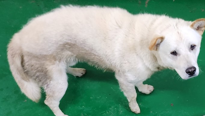 인천수의사회유기동물_428358202300139